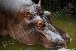 Hippo # 2